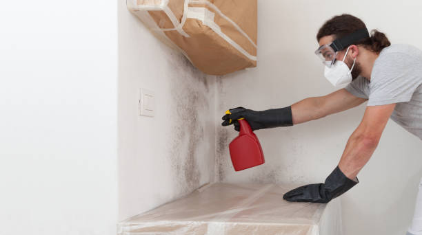 Professional Attic Mold Removal technician working in Clear Brook, VA