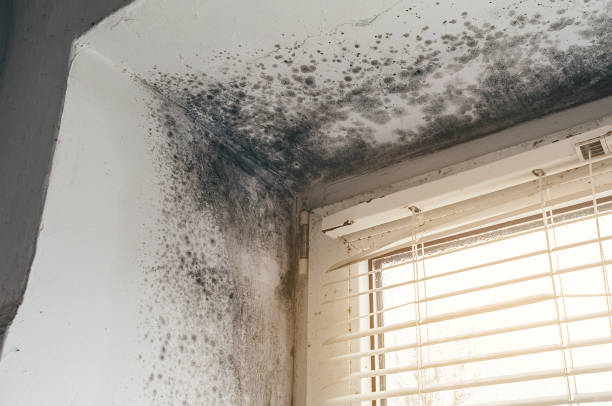 Affordable Basement Mold Removal solutions in Clear Brook, VA