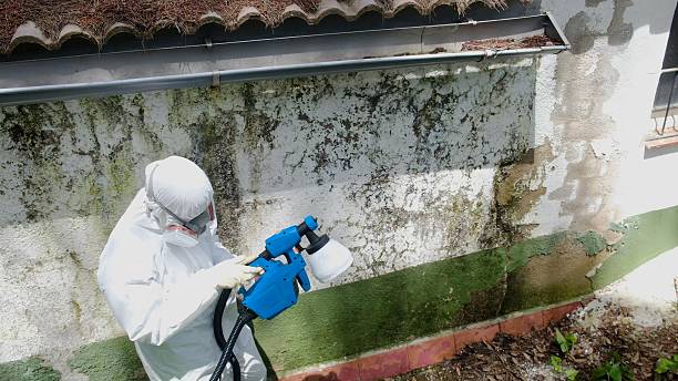 Top rated local Basement Mold Removal specialists in Clear Brook, VA
